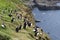 Puffins at the Mykines island at Faroe Islands