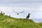 Puffins at the Mykines island at Faroe Islands