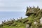 Puffins at the Mykines island at Faroe Islands