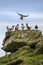 Puffins at the Mykines island at Faroe Islands