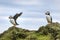 Puffins at the Mykines island at Faroe Islands