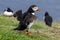 Puffins at the Mykines island at Faroe Islands