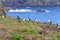 Puffins on a a nesting island in summer