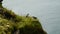 Puffins on a rock overlooking the sea