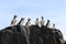 Puffins on the Rocks on the Isle of May