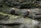 Puffins on Sea Wall Cliff