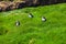 Puffins sitting in the green grass of Mykines in the Faroe Islands