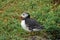 Puffins at the Skellig islands