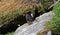 Puffins at the Skellig islands