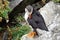 Puffins at the Skellig islands