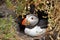 Puffins at the Skellig islands