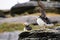 Puffins at the Skellig islands