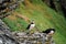 Puffins at the Skellig islands