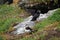 Puffins at the Skellig islands