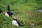 Puffins at the Skellig islands