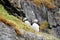 Puffins at the Skellig islands