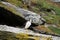 Puffins at the Skellig islands