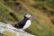 Puffins at the Skellig islands