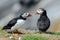 Puffins on Skomer