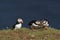 Puffins socialising on Skomer Island in Pembrokeshire, Wales