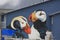 Puffins on the Wall