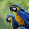 The puffy Blue-and-Gold macaw birds sitting together with the ot