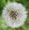 Puffy dandelion flower gone to seed