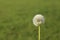 Puffy dandilion seeds ready to spread on green blurred background