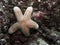 Puffy Granulated Sea Star Starfish Underwater in Palau