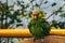Puffy green yellow and red parrot in an aviary