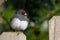 Puffy Junco Perched on a Fencepost