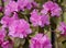 Puffy Pink Perfect Rhododendron Flowers