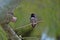 Puffy Purple Hummingbird Palo Verde 1