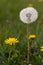 Puffy soft white seeded dandelion.