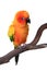 Puffy Sun Conure Parrot Bird