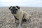 Pug on a Beach