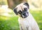 A Pug x Beagle mixed breed dog listening with a head tilt