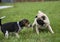 Pug and Beagle Playing
