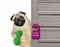 Pug with blue mask closes hotel door