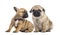 Pug and bulldog puppies side by side,