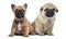 Pug and bulldog puppies side by side,