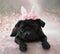 Pug with bunny ears