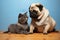 Pug and cat, a delightful duo, rest together, utterly endearing
