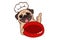 Pug chef thumbs up and show dog bowl.