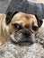 Pug cross dog laying on a sofa close up