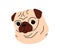 Pug, cute puppy avatar. Little adorable dog, canine animal portrait. Small sweet doggy breed, head, muzzle. Lovely