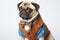 Pug in a dapper suit: studio portrait of a cute canine