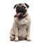 Pug with a disproportionate tongue sitting in fro