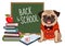 Pug dog back to school cartoon illustration. Cute friendly pug p