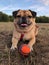 Pug dog with ball laying on a grass meadow looking happy